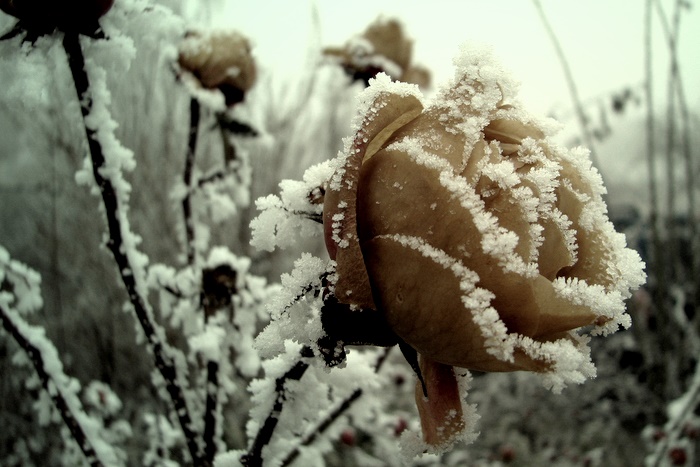 Primavera?